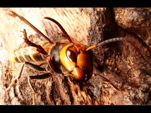 Видео: Шершней в дупле выжигаем огнём. Это на плотине пруда, не в лесу. Пожар невозможен.