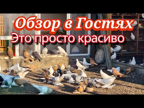 Видео: Голуби в гостях у Артура