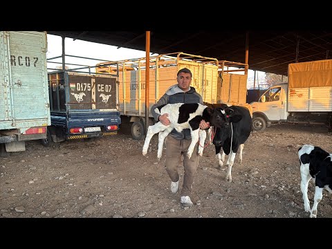 Видео: МОЛИ ШИРТЕ ГУСАЛАДОР ВАКТИ САВДО САВДО ЗУРАЙ 9 ноября 2025 г.