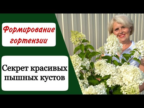 Видео: Когда и как обрезать метельчатую гортензию?! Подробная инструкция