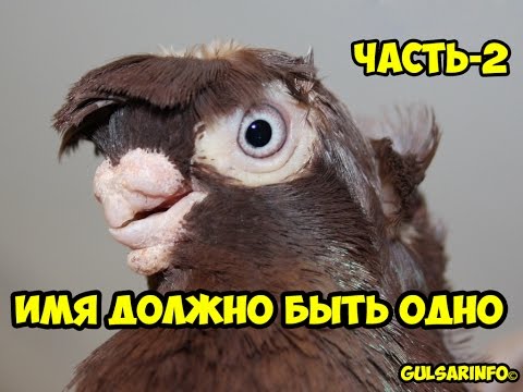 Видео: МЕЖДУНАРОДНАЯ КОНФЕРЕНЦИЯ ГОЛУБЕВОДОВ Ч-2 / ИМЯ ДОЛЖНО БЫТЬ ОДНО