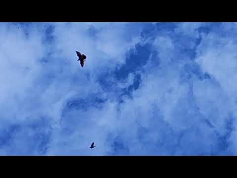 Видео: 16.09.2025г Подъем Голубей!!!