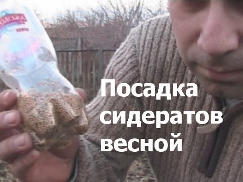 Видео: Посадка сидератов весной под картофель (укр.)