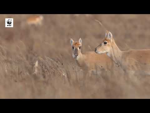 Видео: Цагаан зээрийн амьдрал
