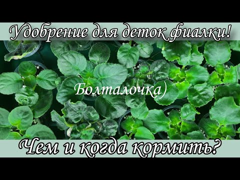 Видео: Для начинающих фиалководов! Удобрение для деток фиалок на всех этапах развития) Мой опыт.