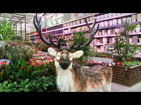 Видео: 🌿🪻ЛЕМАНА ПРО🌿ОБЗОР ЦВЕТОВ🌿