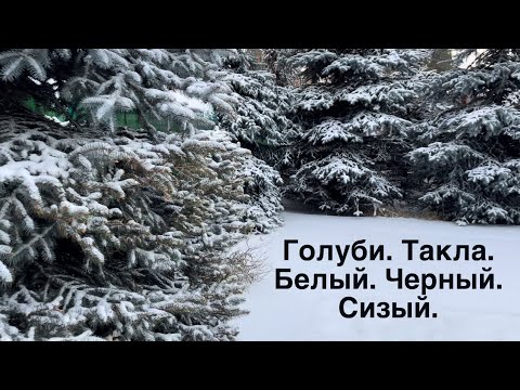 Видео: ГОЛУБИ. ТАКЛА. БЕЛЫЙ. ЧЕРНЫЙ. СИЗЫЙ.