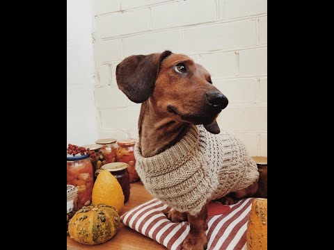 Видео: Одежда для собак с Алиэкспресс ОДЕЖДА для таксы