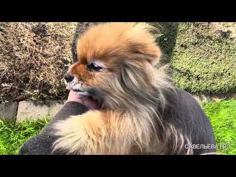 Видео: Перезимовали! Апрельский сад. Часть 1.