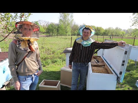 Видео: Как сделать пчелопакет?