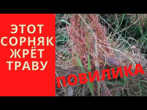 Видео: Повилика. Сорняк, жрущий траву.