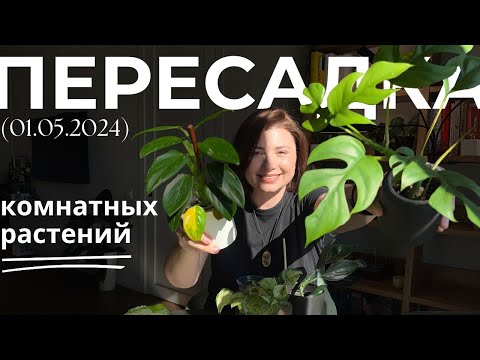 Видео: Большая пересадка комнатных растений • Монстера, Филодендроны, Эпипремнум, Сциндапсус