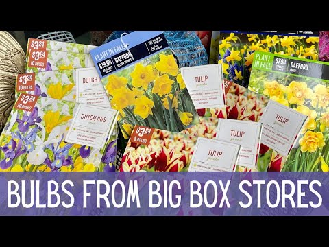 Видео: Сравнение цветочных луковиц из крупных супермаркетов 🌷🌷🌷 || Луковичные, посаженные осенью || Дост...