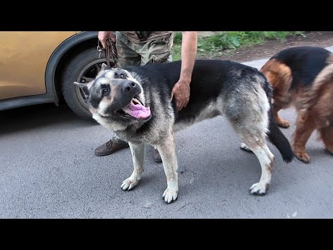 Видео: ОГРОМНЫЙ ВЕО Рэй и Немецкая Овчарка Дэя. Эти породы спутать невозможно!