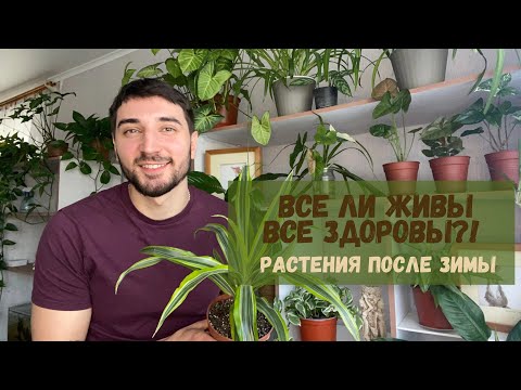 Видео: Комнатные растения после зимы. Залив растений, мошки в грунте, весенняя пересадка ￼комнатных цветов.