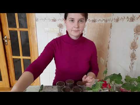 Видео: Як я черенкую пеларгонію, 100% укорінення / Как я черенкую пеларгонии