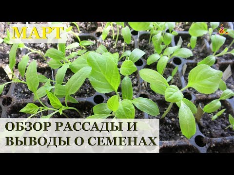 Видео: Обзор рассады в марте / Земляника, перец, лук, баклажаны / О всхожести перца