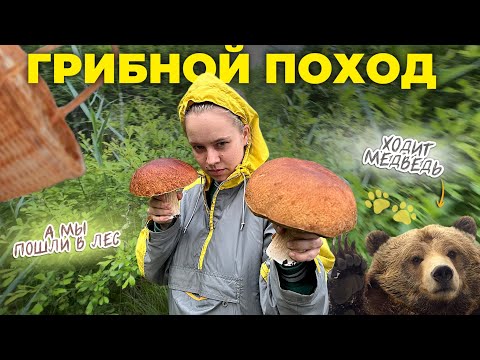 Видео: Грибной влог 2024 | Море грибов нашли в лесу с семьей - на даче СПб