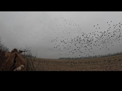 Видео: Эта охота на гусей оправдала все мои ожидания
