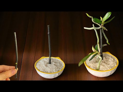 Видео: Просто рис! Саженцы орхидеи сразу же прорастают на ветках и цветут круглый год.