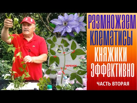 Видео: Размножаем клематисы, княжики эффективно. Часть вторая.