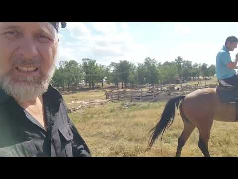 Видео: Скоростная Иноходец Продажа.