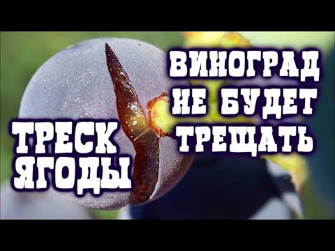 Видео: ТРЕСК ЯГОД ВИНОГРАДА. ВИНОГРАД НЕ БУДЕТ ТРЕЩАТЬ!