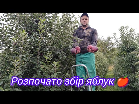 Видео: Розпочали збір яблук🍎