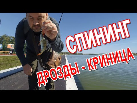 Видео: БЛУДНЫЙ КОТ - Спиниг, Дрозды - Криница!