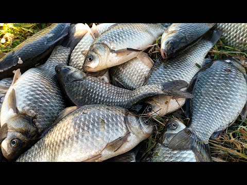 Видео: НАРВАЛСЯ на ЖОР КАРАСЯ в СЕНТЯБРЕ!! КАРАСЬ на ПОПЛАВОК, ПОДКОРМИЛ – И КАК ПОПЁРЛО!!