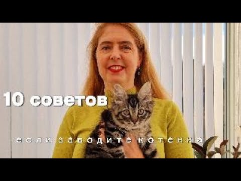 Видео: Можно кенгуру, но не ворона? Интересные факты про домашних животных в Швеции.