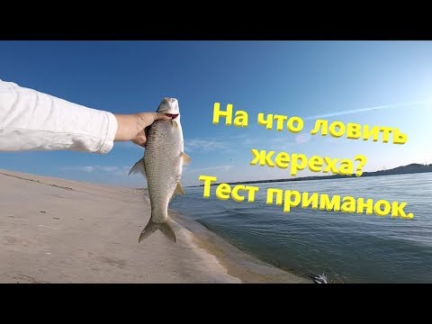 Видео: Ловля жереха на разные приманки. Байркум август 2019.