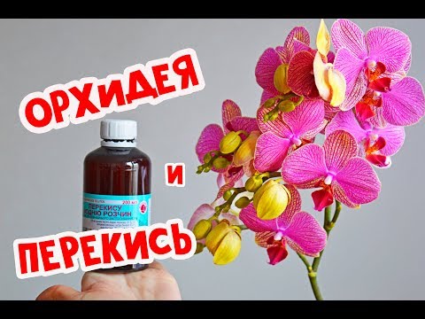 Видео: Перекись водорода для орхидей и растений # рецепт и полив орхидей перекисью