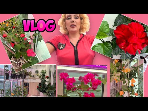 Видео: VLOG//:  КОЛЛЕКЦИЯ БУГЕНВИЛЛИЙ🌺- грунт, уход, где купить// ОБЗОР ЗИМНЕГО САДА