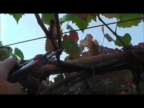 Видео: Некоторые элементы обрезки винограда для начинающих