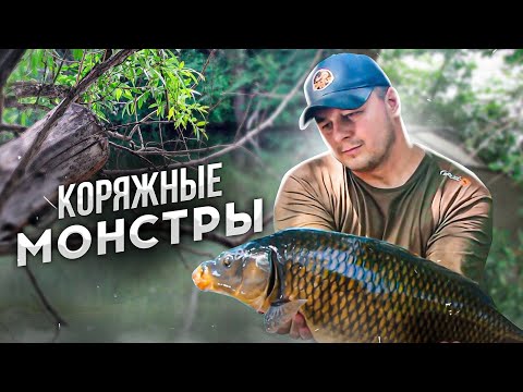 Видео: ЛОВЛЯ ДИКИХ КАРПОВ В КЫРГЫЗСТАНЕ.. КОРЯЖНЫЕ МОНСТРЫ ЗАРОСШЕГО КАРЬЕРА.