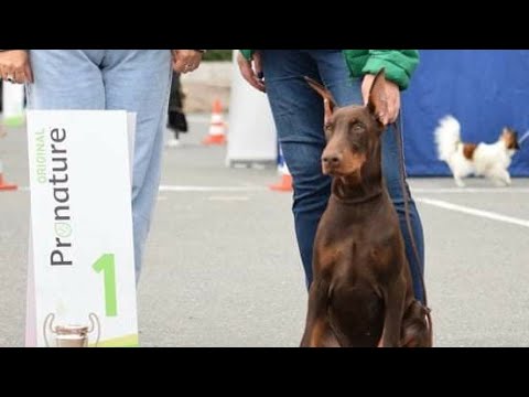 Видео: ПЕРВАЯ ВЫСТАВКА НАШЕГО ПОМËТА | ХОЧУ ДОБЕРМАНА