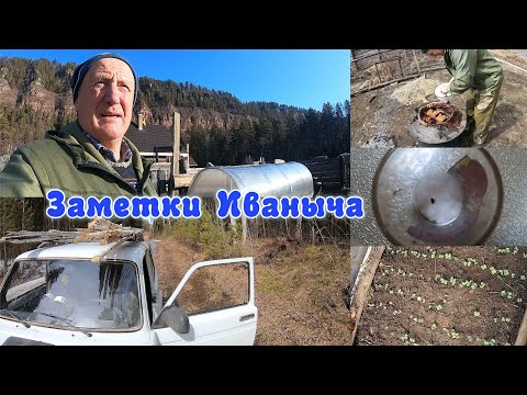 Видео: Взошла редиска, заготовка черенков, первый клещ и копченое сало