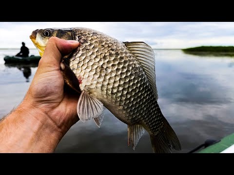 Видео: ГДЕ ЛОВИТЬ КАРАСЯ ЛЕТОМ, ВЕСНОЙ и ОСЕНЬЮ?! Выбор МЕСТА ДЛЯ РЫБАЛКИ: ВСЁ, что НУЖНО ЗНАТЬ!!