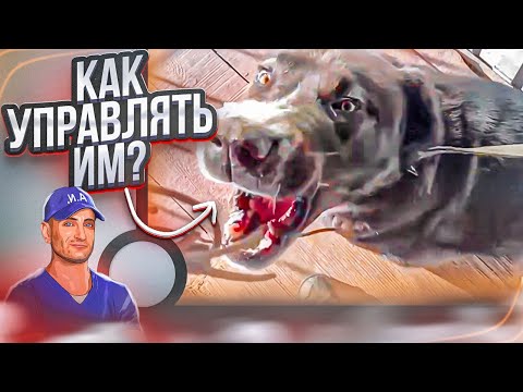 Видео: Как управлять крупной и сильной собакой (Алабай)