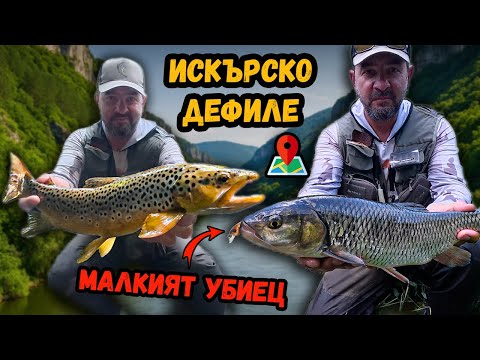 Видео: Кефали на р.Искър в дефилето… но ме чакаше трофейна ИЗНЕНАДА! Риболов на кефал и пъстърва
