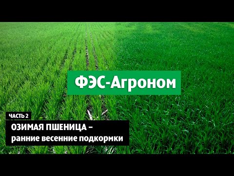 Видео: Озимая пшеница - ранние весенние подкормки. Часть 2