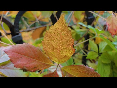 Видео: Невероятные осенние листья! 🍀🍁🍂 Incredible autumn leaves!