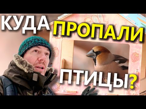 Видео: Куда пропали птицы с кормушек?