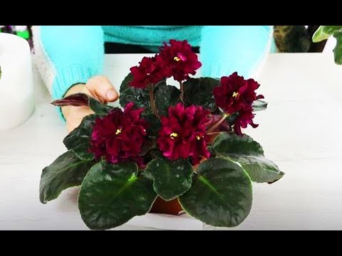 Видео: Как удобно укоренять фиалки ! Несколько полезных способов !