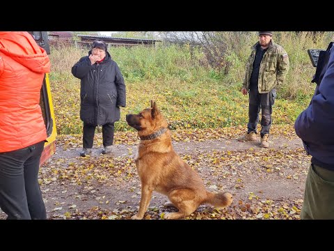 Видео: Сюрпризы осенней погоды, самостоятельный пёс Кубик и разноцветные листья