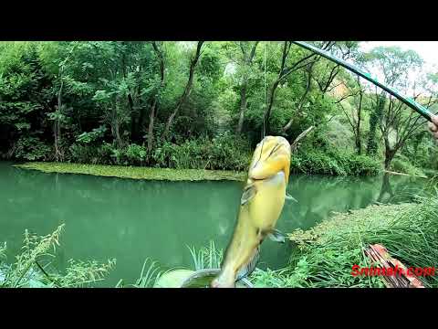 Видео: Две съботи за риба по река Нишава