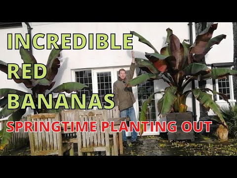 Видео: Невероятные красные бананы, Ensete Ventricosum Maurelii, абиссинский красный банан, весенняя поса...