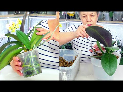Видео: "Парфюмерная фабрика" - это АРОМАТНАЯ ОРХИДЕЯ.  Пересадка орхидеи вместе с её Деткой.