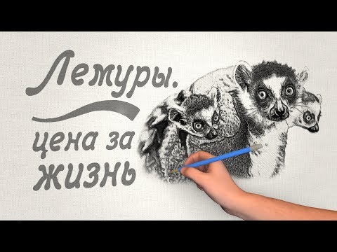 Видео: Лемуры. Всё, что вы хотели о них знать.